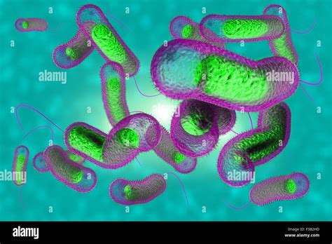 Vibrio Cholera Fotografías E Imágenes De Alta Resolución Alamy