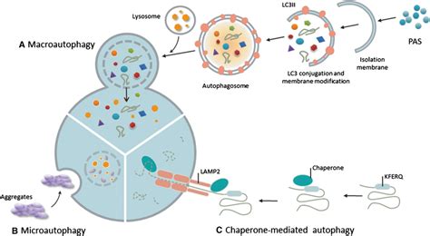 Three Types Of Autophagy Macroautophagy Microautophagy And