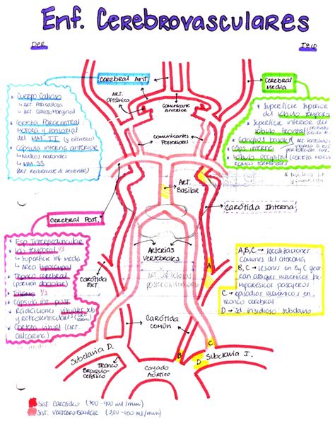 My Notes For Usmle — Vertebral And Cerebral Arteries In EspaÑol