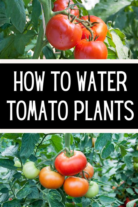 The Best Tips For Watering Your Tomato Plants Lettuce Grow Something