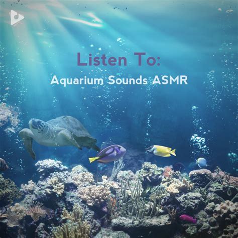 Listen To: Aquarium Sounds ASMR playlist | Lullify