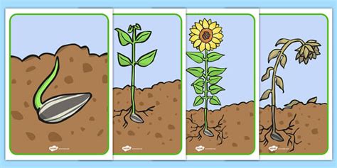 Sunflower Life Cycle Display Posters Teacher Made Twinkl