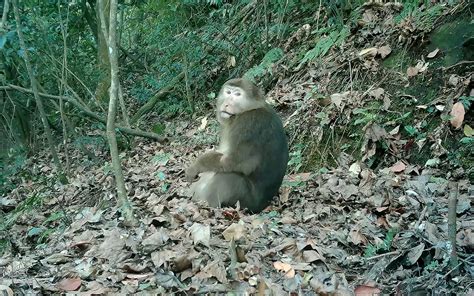 重庆首次影像记录 四面山发现野生藏酋猴族群 视频 中工网