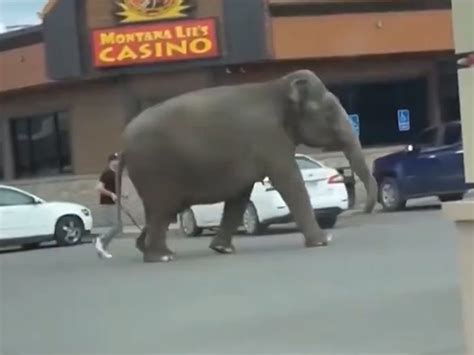 Elephant Roams Montana Streets After Escaping Circus