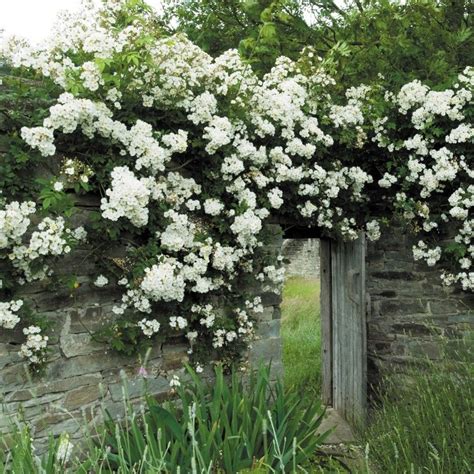 Rambling Rector Climbing Roses Garden Pictures Garden Shrubs