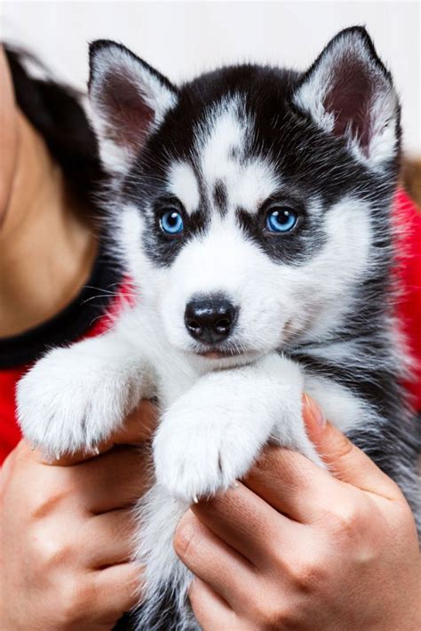 Determine even more info on "Siberian huskies". Look at our site ...