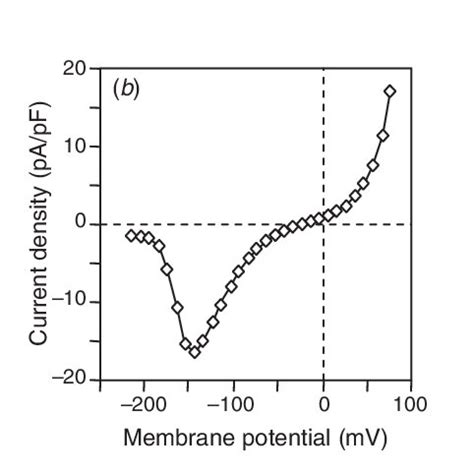 S Type Anion Channel Activity On Plasma Membrane Of Arabidopsis