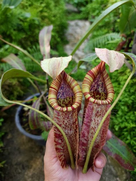 Pin Di Ganto Nepenthes Su Rafflesiana X Veitchii