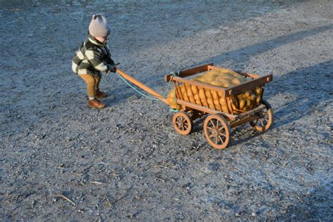 Vente directe à la ferme de pomme de terres Malice dans l Oise