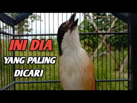 PANCINGAN CENDET PALING DICARI TERBUKTI AMPUH YouTube