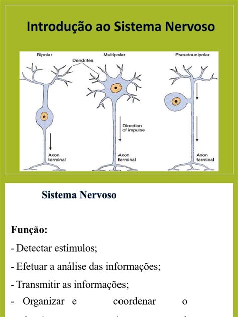 Função Do Sistema Nervoso - Estrutura e Função do Sistema Nervoso | PDF | Sinapse | Neurônio