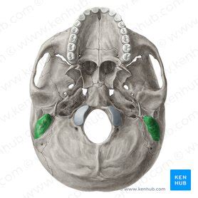 Mastoid process: Anatomy, function and attachments | Kenhub