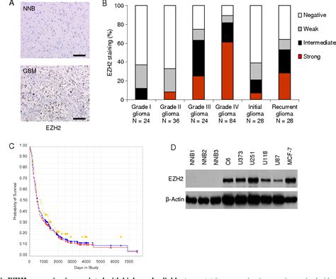 Figure 1 From MiR 101 Is Down Regulated In Glioblastoma Resulting In