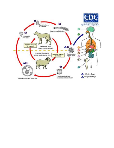 Echinococcus Granulosus Pdf D Khalid Muhadharaty