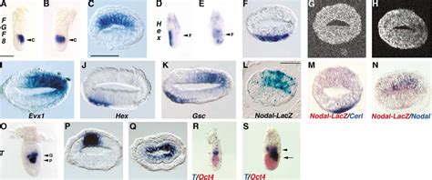 Figure From Initiation Of Gastrulation In The Mouse Embryo Is