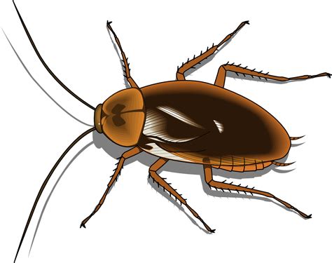 insect png transparent images
