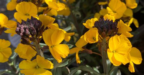 Cheerful Erysimum Coolings Garden Centre