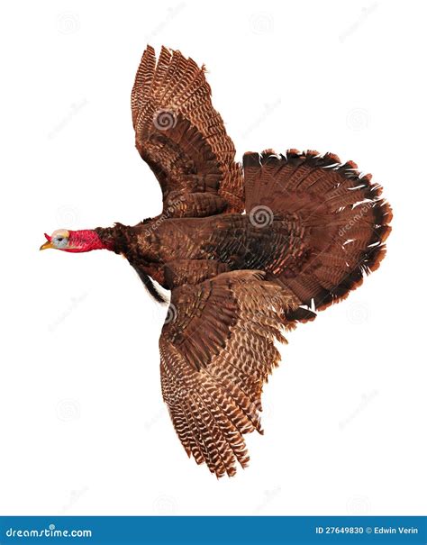 Wild Turkeys Flying