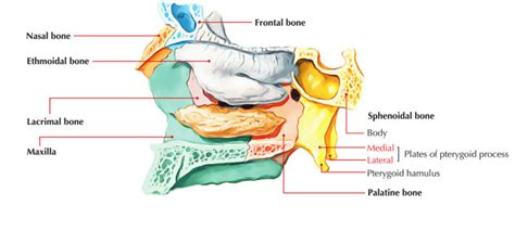 Pterygoid process – Earth's Lab