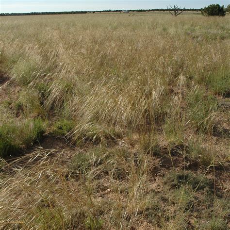 Needle and Thread Grass (Hesperostipa comata) - Great Basin Seeds