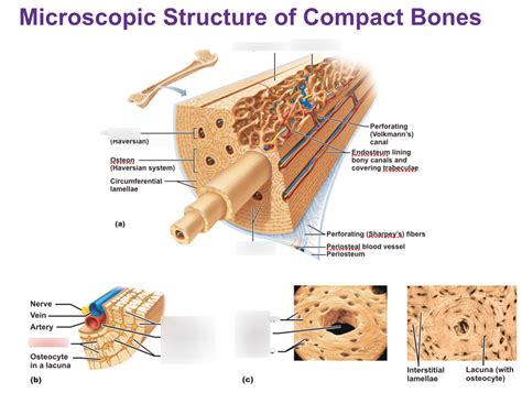 Microscopic Structure Of Compact Bones Diagram Quizlet