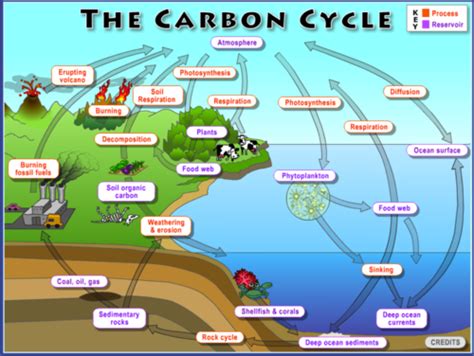 Sources and Sinks | NOAA Climate.gov