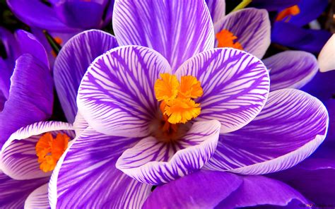 Fleurs De Crocus De Pr S Hd Fond D Cran T L Charger