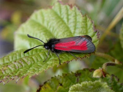 Transparent Burnet Ukmoths