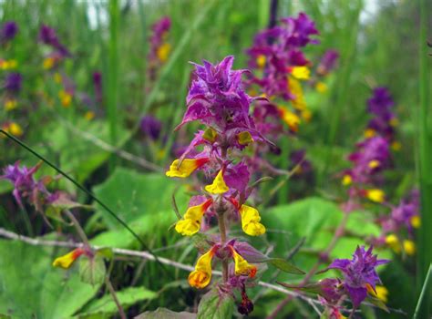 Иван Да Марья Цветок Фото – Telegraph