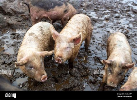 Pigs Standing In Mud Stock Photo Alamy