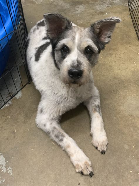 For the love of Poodles Rescue of Richmond, VA | Richmond VA