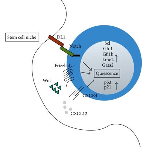 Hematopoietic Stem Cells Maintain Quiescence Through Extrinsic And