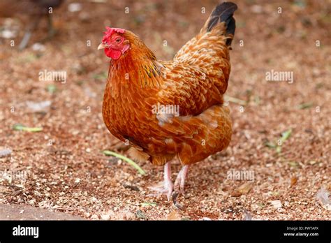 A Rhode Island Red Hen Chicken Stock Photo - Alamy