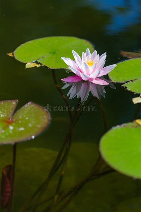 Nymphaea alba - flower stock photo. Image of leaf, nymphaeaceae - 126449298