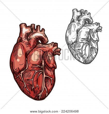 Heart Sketch Icons Vector Photo Free Trial Bigstock