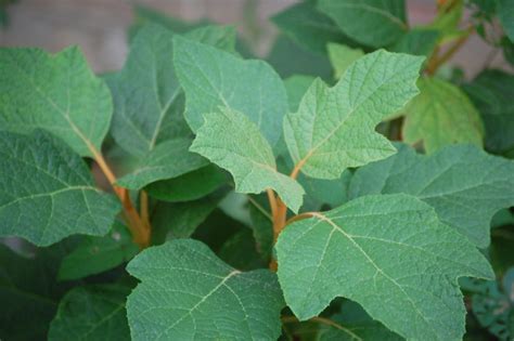 How To Grow Oak Leaf Hydrangeas From Seed Growing The Home Garden