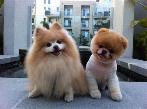 Pomeranian Boo Haircut Before And After - Pets Lovers