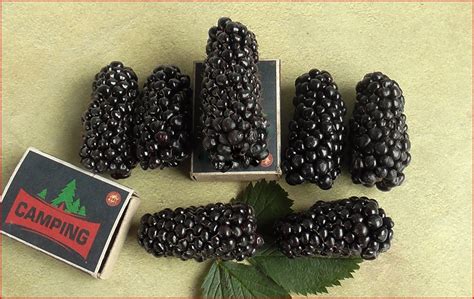 Сажены ежевики бесшипой Коламбия Гигант (Columbia Giant) купить. Купить ...