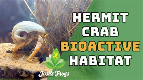 Setting Up A Bioactive Hermit Crab Habitat YouTube