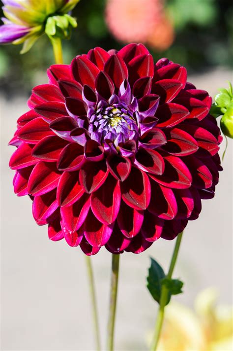 Dahlia Arabian Night | Dahlia Tubers | DutchGrown™