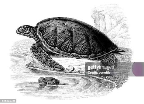 57 Sea Turtle Line Art Stock Photos, High-Res Pictures, and Images ...