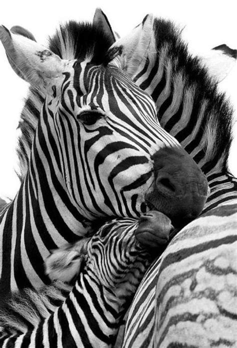 Zebra Love #animals #photogrpahy #zebras #animalphotography | Animals ...