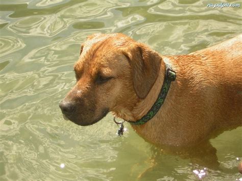 Rhodesian Ridgeback Mokry Woda Na Pulpit