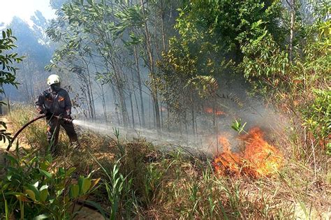 Dua Hari Karhutla Hektare Lahan Di Teluk Sebong Ludes Terbakar