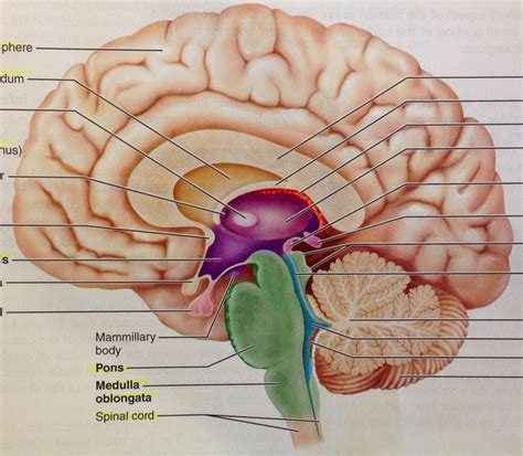 Midsagittal Brain Hypothalamus Corpora Quadrigemina Diagram Quizlet