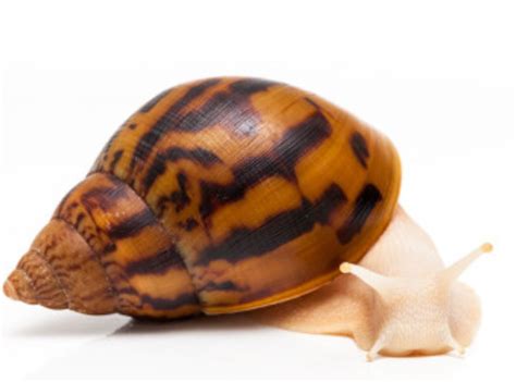 create  snail breeds tier list tiermaker