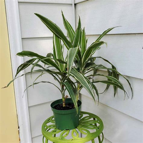 Dracaena Warneckii Sugar Creek Gardens