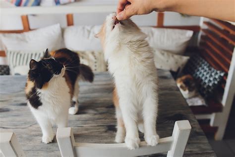 Alimentos Que Gatos Podem Comer