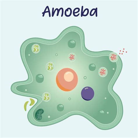 Diagram of an Amoeba 6787647 Vector Art at Vecteezy