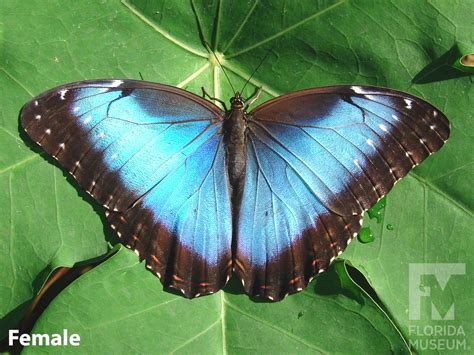 Blue Morpho Butterfly